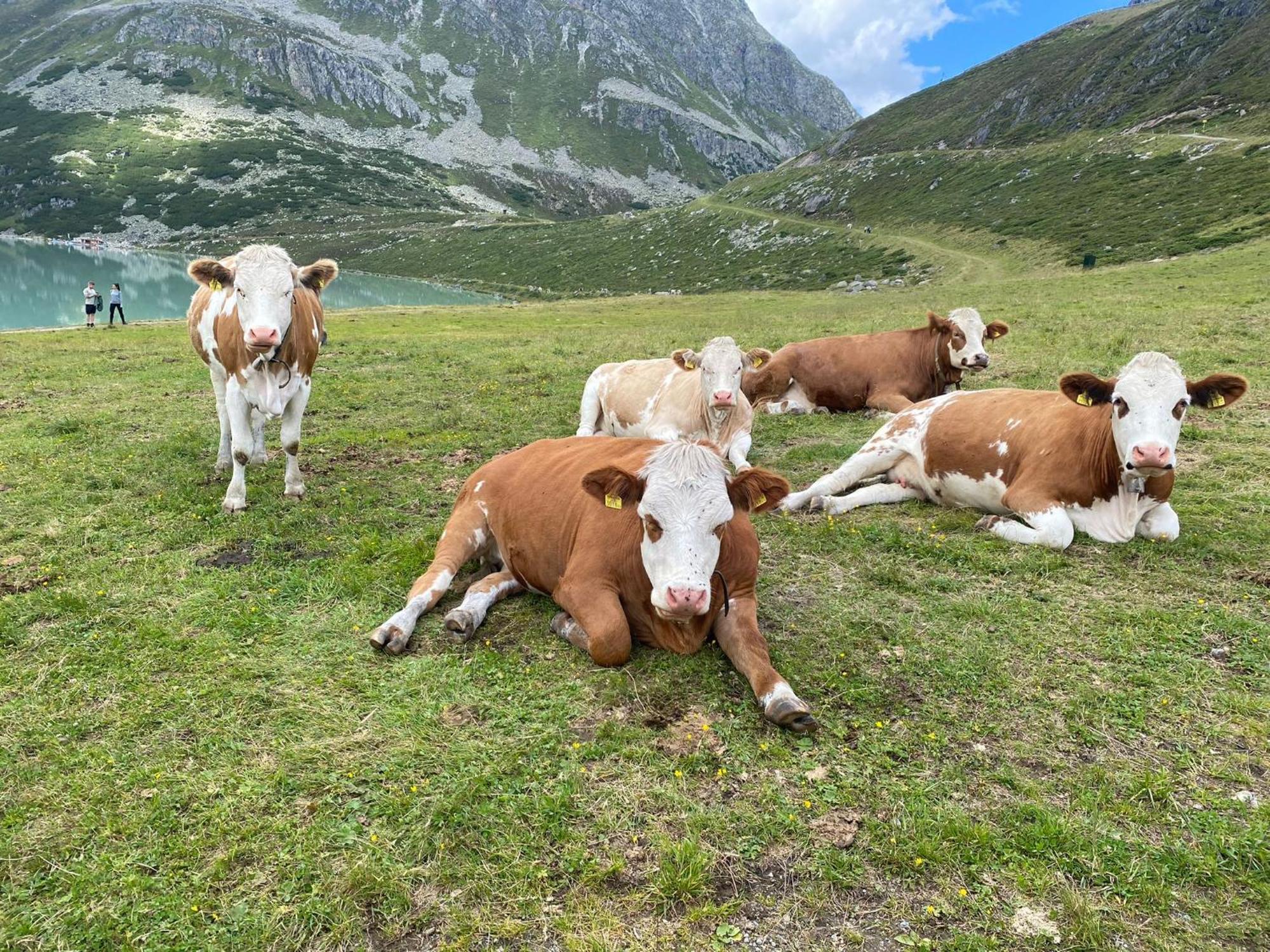 Ferienhof Bichlhof Arzl im Pitztal Cameră foto